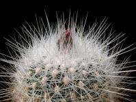 Thumbnail of 0176.1_Thelocactus macdowellii_20130510_01(1).jpg